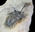 Walliserops Trilobite - Exceptional Shell Quality #64916-4